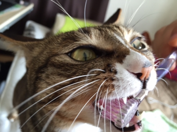 Cat pictures｜ひっる―歯磨きにゃん！