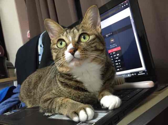 Cat pictures｜おっは〜PC占拠にゃん！