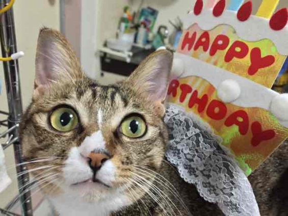 Cat pictures｜おっは〜誕生日にゃん！
