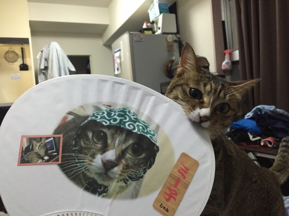 Cat pictures｜よっる〜扇子にゃん！