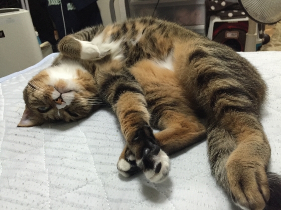 Cat pictures｜ひっる〜ぐにゃぐにゃ寝にゃん！
