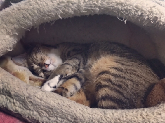 Cat pictures｜あったかいベッドで寝るミー子でーす！