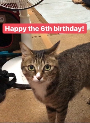 Cat pictures｜お誕生日ーーにゃん！ミー子でーす！