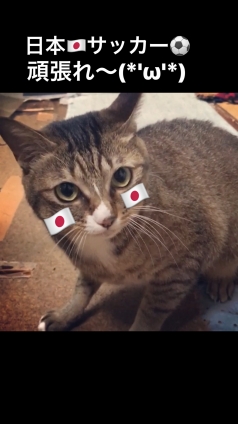 Cat pictures｜Ｗ杯の日本代表を応援するメルでーす！