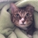 Cat pictures｜毛布の中からゴソゴソ出てきたーにゃん！