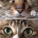 Cat pictures｜メルとメルママでーす②！どアップでーす！