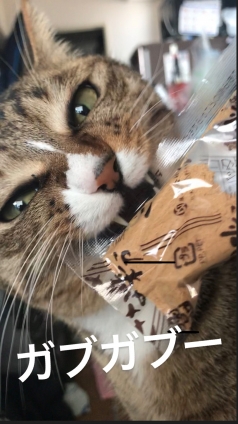 Cat pictures｜きな粉の袋にかぶりつくメルでーす！