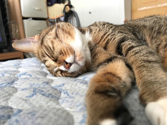 Cat pictures｜寝るのだ寝るのだメルでーす！