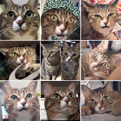 Cat pictures｜今年もお世話になりましたにゃん！