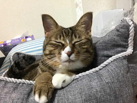 Cat pictures｜瞑想するニャン！メルでーす！