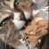 Cat pictures｜きな粉の袋にかぶりつくメルでーす！