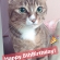 Cat pictures｜８歳のお誕生日でーす！メルでーす！