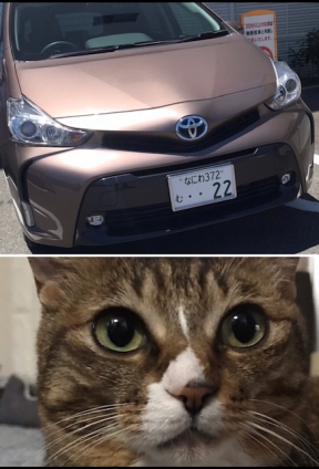 Cat pictures｜メル専用車にゃん！ミー子でーす！