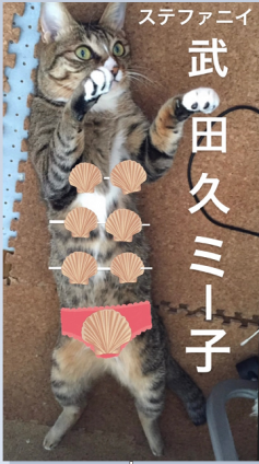 Cat pictures｜武田久ミー子でーす！