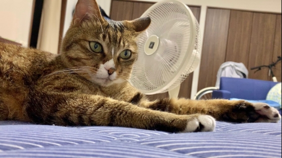 Cat pictures｜暑くなってきたニャン！メルでーす！