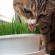 Cat pictures｜ムシャムシャ食べるメルでーす！