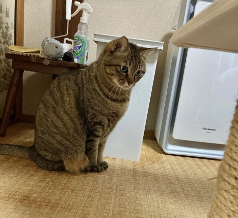 Cat pictures｜模様替え、どうしようかニャン！