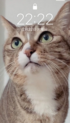 Cat pictures｜ゾロ目２