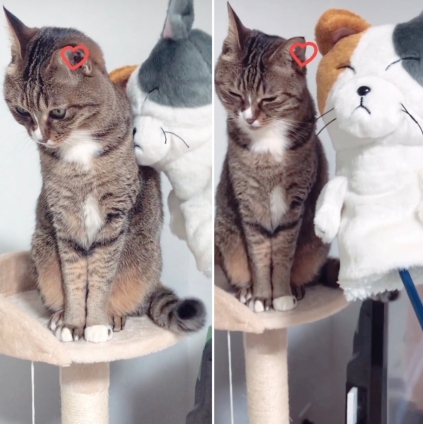 Cat pictures｜ニャン太郎君とラブラブニャン！