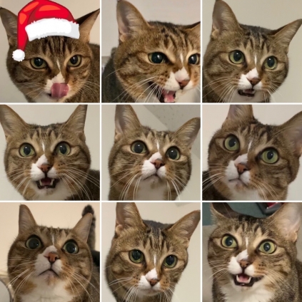 Cat pictures｜今年もお世話になったざます！