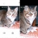 Cat pictures｜WEBカメラのメルでーす！