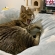 Cat pictures｜DGヌコパンチの布団の上で寝てたニャン！