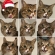 Cat pictures｜今年もお世話になったざます！