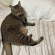 Cat pictures｜コテージで添い寝準備万端のママンでーす！
