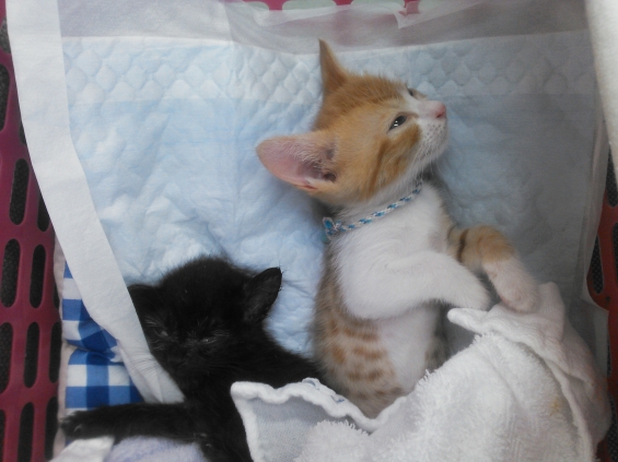Cat pictures｜小次郎とヤマト　目を閉じて寝てください。