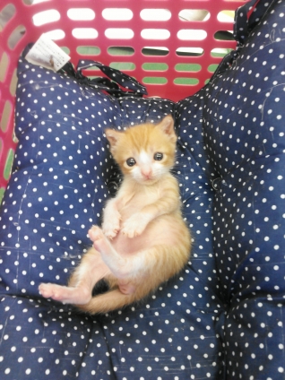 Cat pictures｜小次郎　保護から1ヶ月
