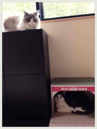 Cat pictures｜微妙な関係✽(′ॢᵕ ‵ *ॢ)✽
