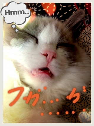 Cat pictures｜爆睡zzz…