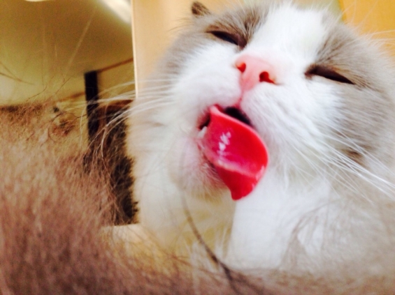 Cat pictures｜一心不乱！舌かまないでよ～！