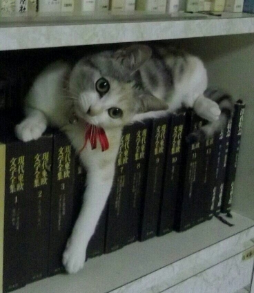 Cat pictures｜本棚の子