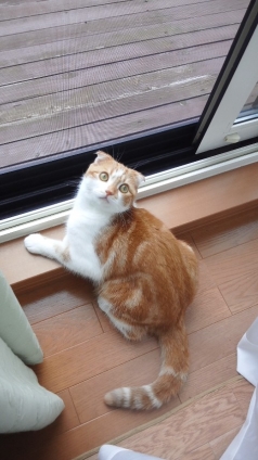Cat pictures｜窓際の猫
