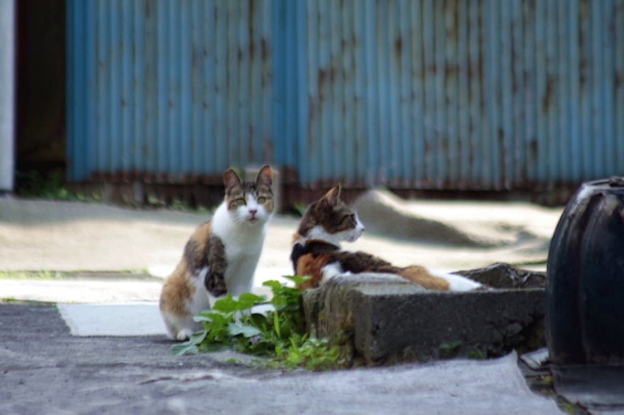 Cat pictures｜三毛猫2匹で…。