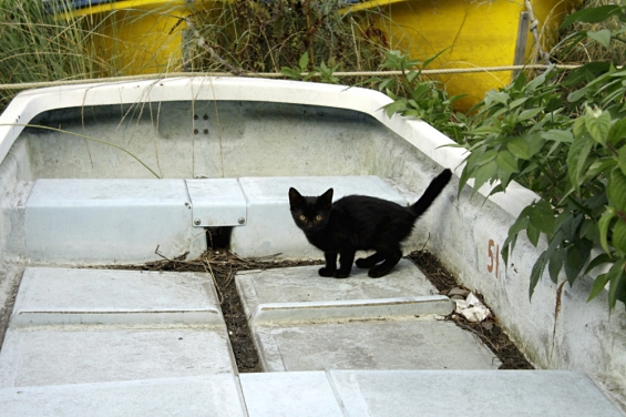 Cat pictures｜ボートに黒猫。