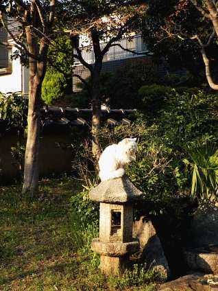 Cat pictures｜石の上にも3年!!…。