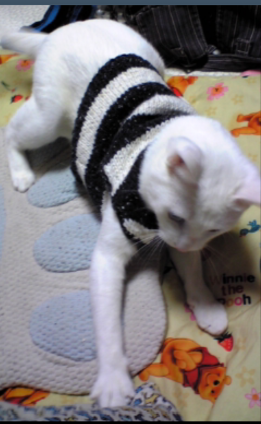 Cat pictures｜白猫に、しましまセーター