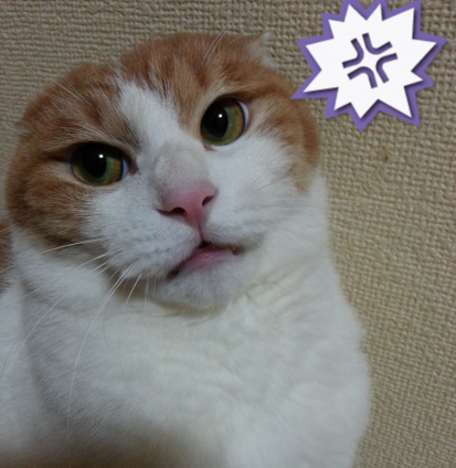 Cat pictures｜イライラ(怒)