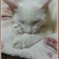 Cat pictures｜眠いよぅ