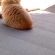 Cat pictures｜屋根の上から何が見えた？