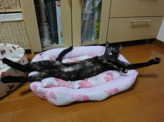 Cat pictures｜しぇー