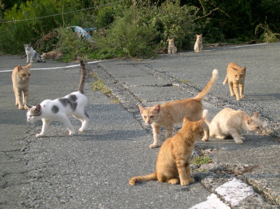 Cat pictures｜伊豆の山奥で・・2