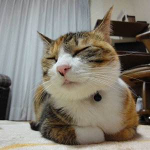 Cat pictures｜アズキ