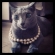 Cat pictures｜ネコに真珠！