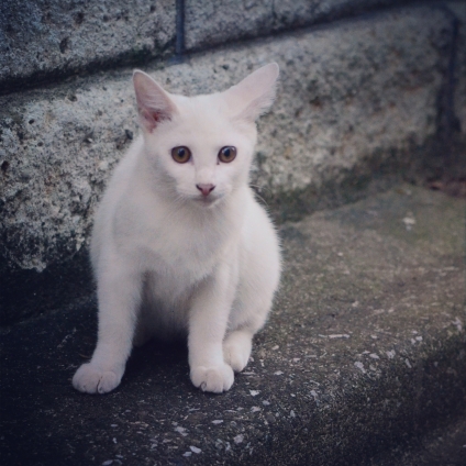 Cat pictures｜しろこねこ