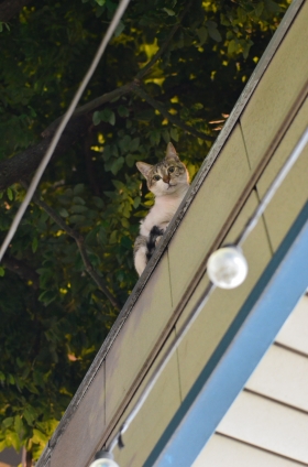 Cat pictures｜屋根の上からこんばんにゃ