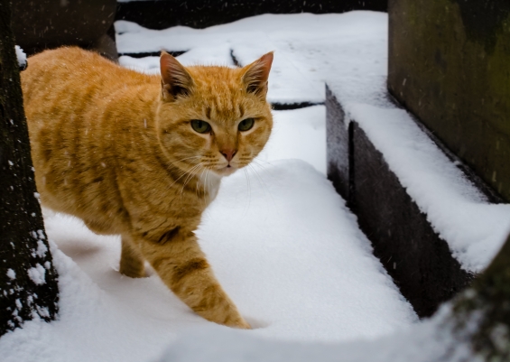 Cat pictures｜雪でもお散歩