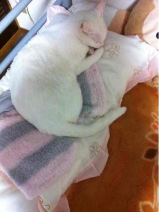 Cat pictures｜枕 占領！！